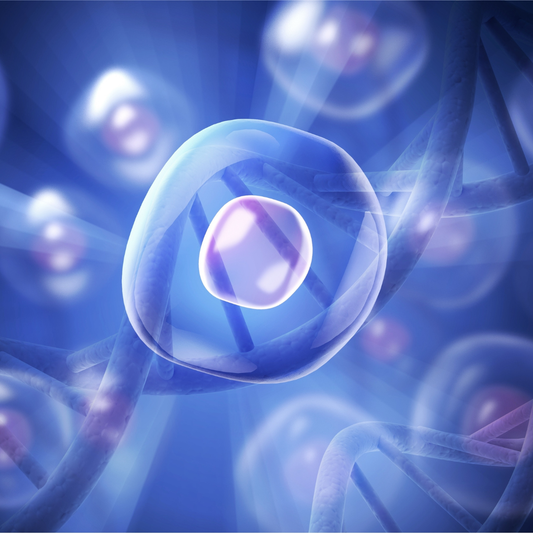 若々しい体内細胞イメージ