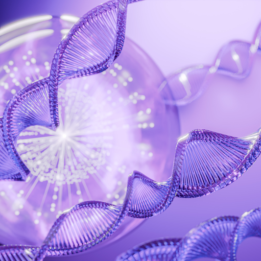 サーチュイン遺伝子活性化イメージ