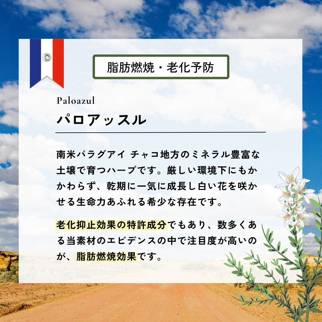 チャーガ茶  RETHÉ プレミアム